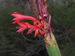 Watsonia vanderspuyae