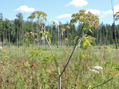 Conioselinum tataricum