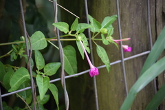 Mirabilis jalapa