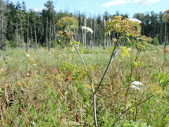 Conioselinum tataricum