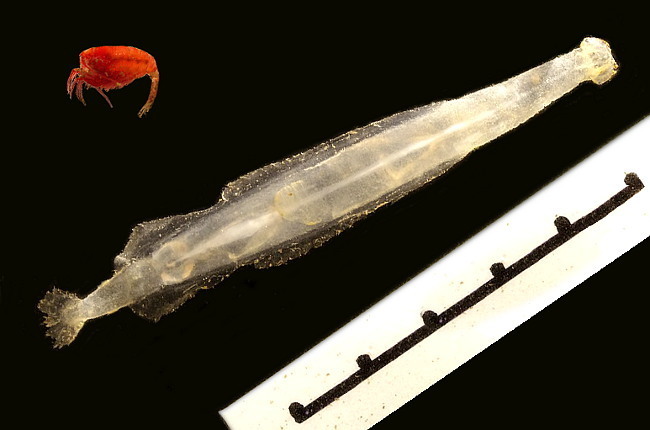 Sagittoidea