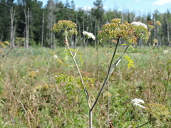 Conioselinum tataricum