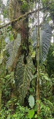 Anthurium metallicum, photograph (c) T R Shankar Raman, some rights reserved (CC BY)
