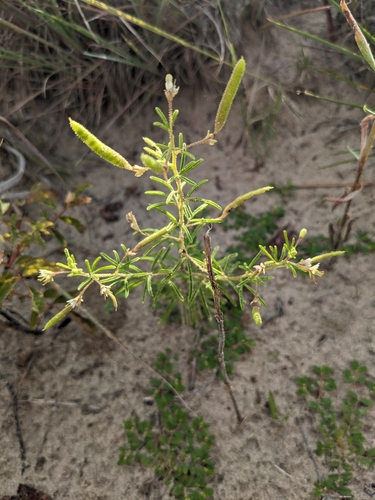 Image of Polanisia jamesii by (c) Ethan Rose, some rights reserved (CC BY)