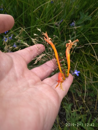 Image of Crocosmia pearsei by (c) Seth Musker, some rights reserved (CC BY)