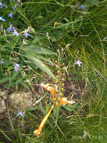 Image of Crocosmia pearsei by (c) Seth Musker, some rights reserved (CC BY)