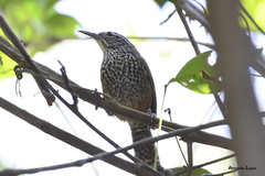 Pheugopedius maculipectus