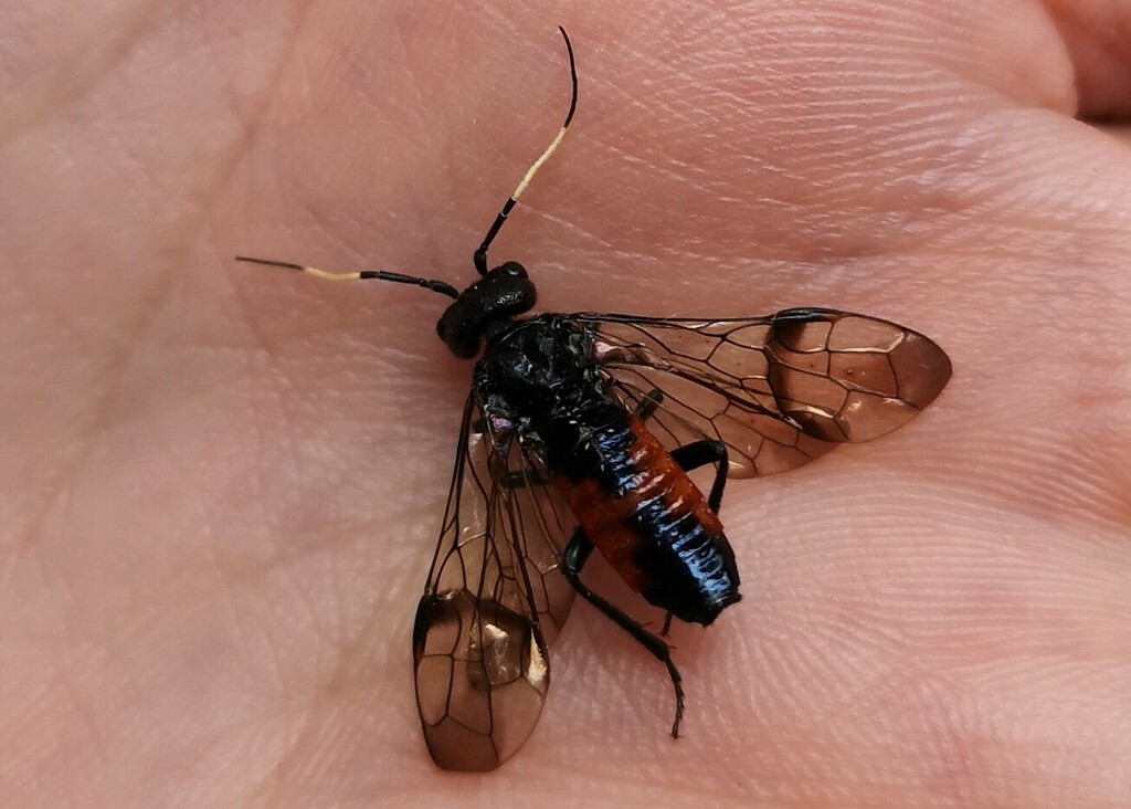 Cephalcia hartigii