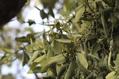 Phoradendron reichenbachianum