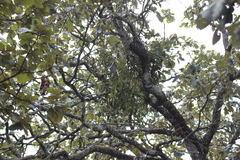 Phoradendron reichenbachianum