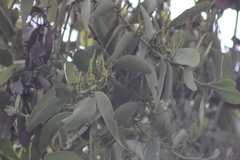 Phoradendron reichenbachianum
