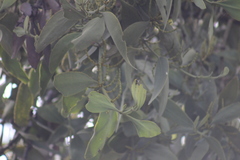 Phoradendron reichenbachianum