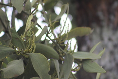 Phoradendron reichenbachianum