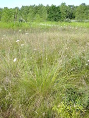 Thinopyrum obtusiflorum