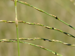 Thinopyrum obtusiflorum