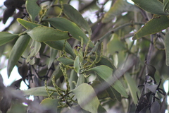 Phoradendron reichenbachianum