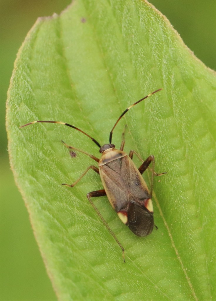 rapid plant bug
