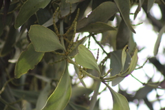 Phoradendron reichenbachianum