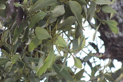 Phoradendron reichenbachianum