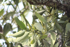 Phoradendron reichenbachianum