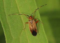 Adelphocoris rapidus