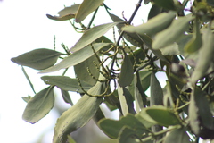 Phoradendron reichenbachianum
