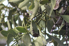 Phoradendron reichenbachianum