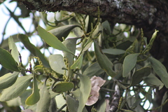 Phoradendron reichenbachianum