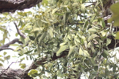 Phoradendron reichenbachianum