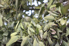 Phoradendron reichenbachianum