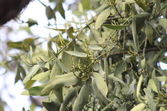 Phoradendron reichenbachianum