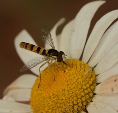 Sphaerophoria philanthus