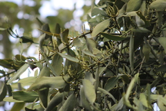 Phoradendron reichenbachianum