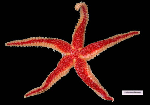 Urasterias lincki