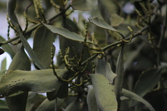 Phoradendron reichenbachianum