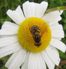 Parhelophilus