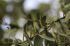 Phoradendron reichenbachianum