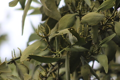 Phoradendron reichenbachianum