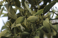 Phoradendron reichenbachianum