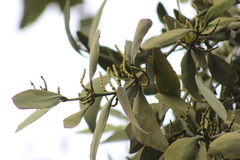 Phoradendron reichenbachianum