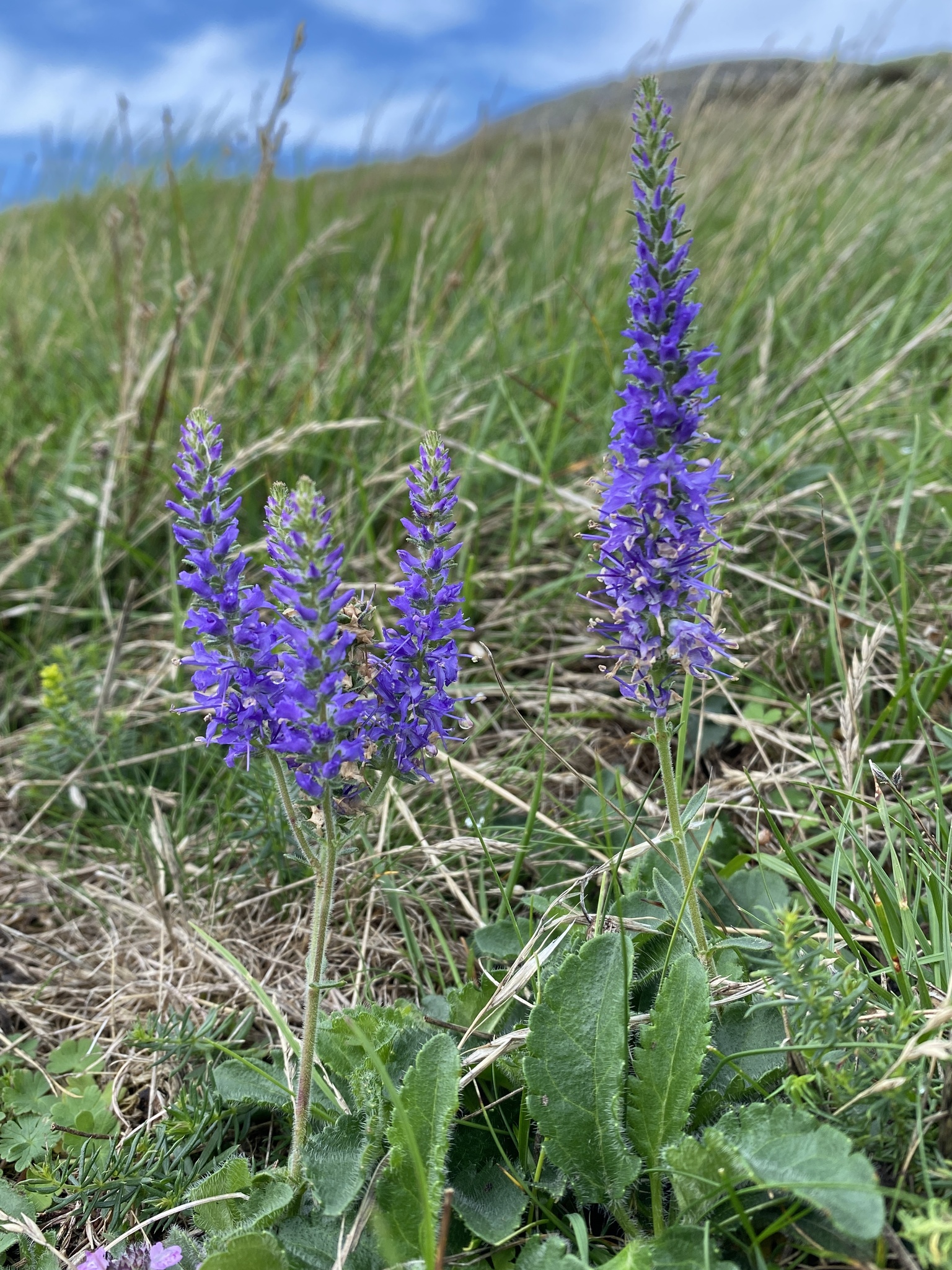 Veronica spicata