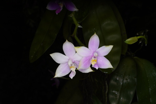 Mentawaiensis Orchid