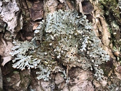 Menegazzia subsimilis