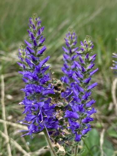 Veronica spicata