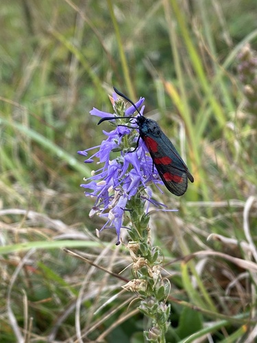 Veronica spicata