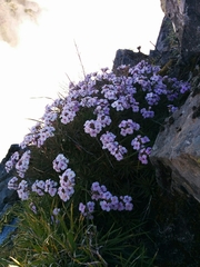 Erysimum bicolor
