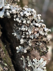 Menegazzia subsimilis