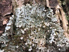 Menegazzia subsimilis