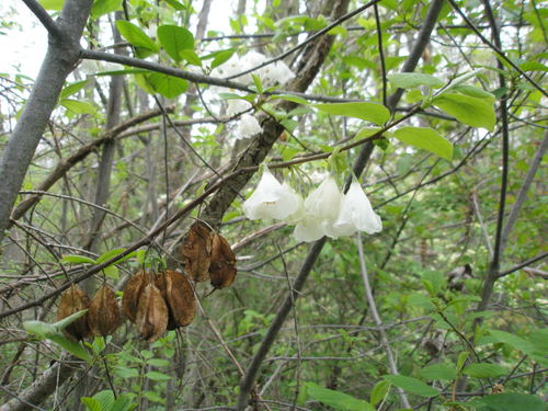 Halesia carolina
