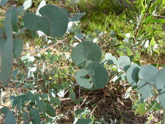 Eucalyptus bridgesiana